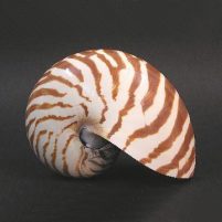 Nautilus pompilius mały - muszla morska - NEPTUNEA